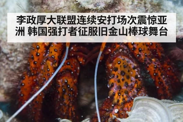 李政厚大联盟连续安打场次震惊亚洲 韩国强打者征服旧金山棒球舞台
